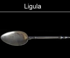 ligula