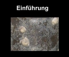Einf&uuml;hrung, Erhaltungszustand