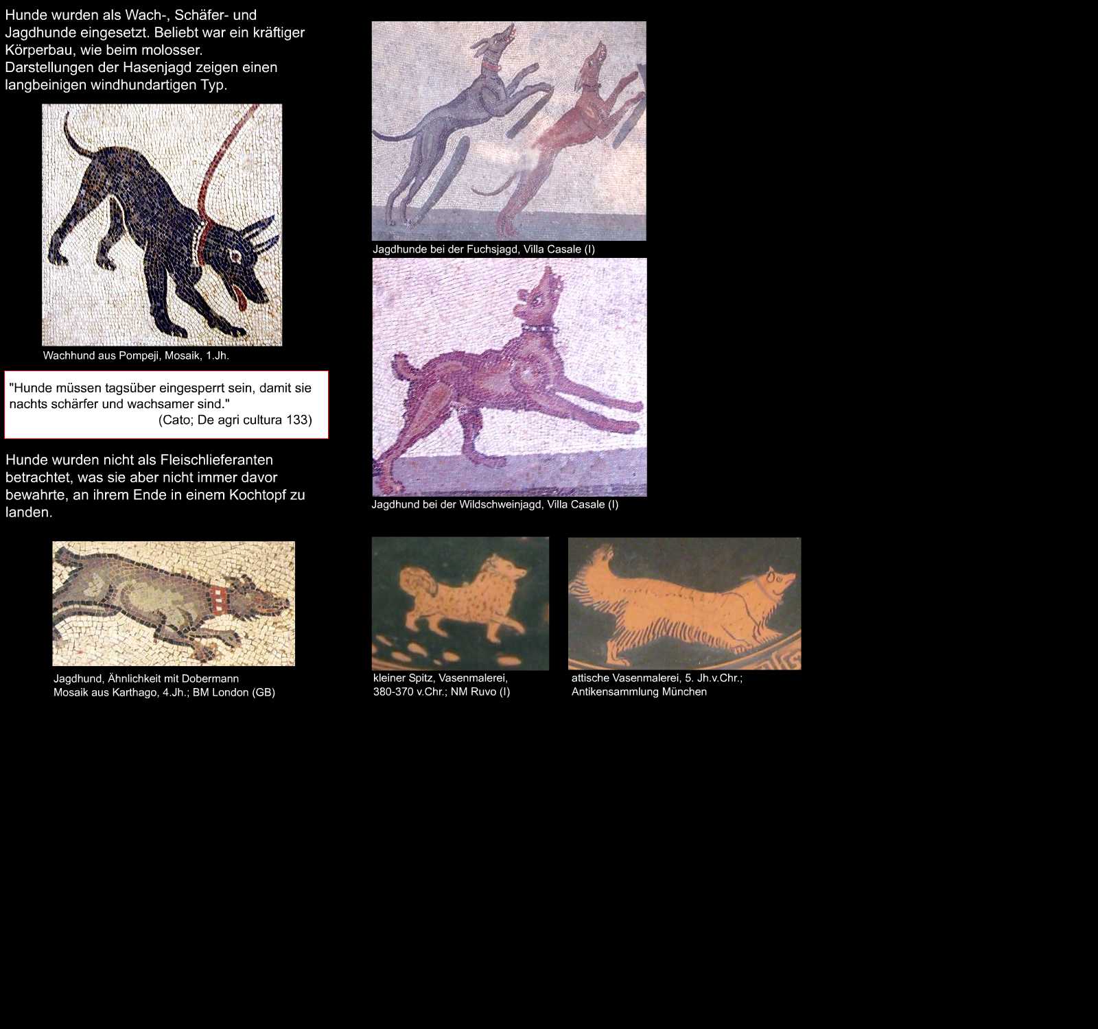 Hund - canis
