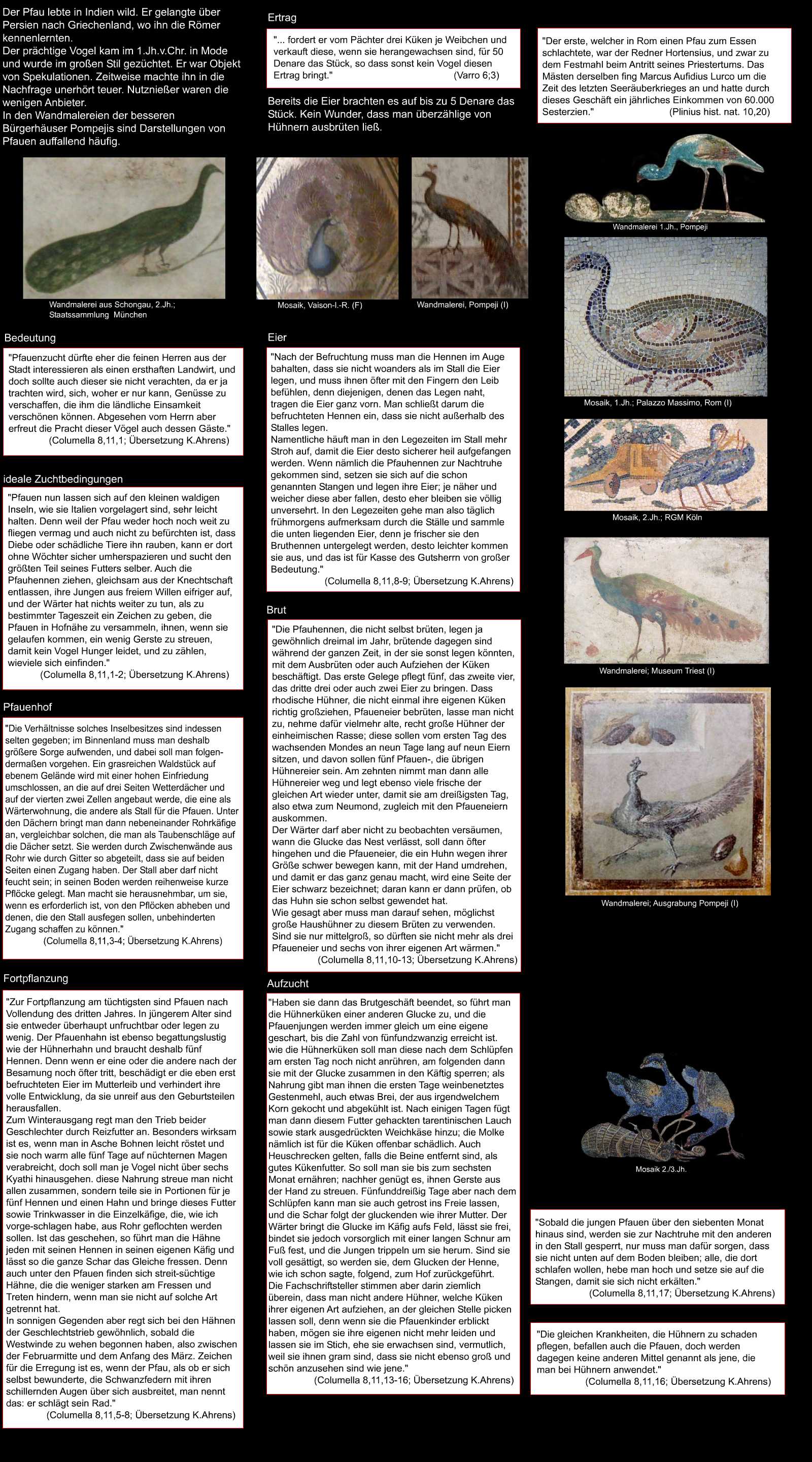 Pfau - pavo
