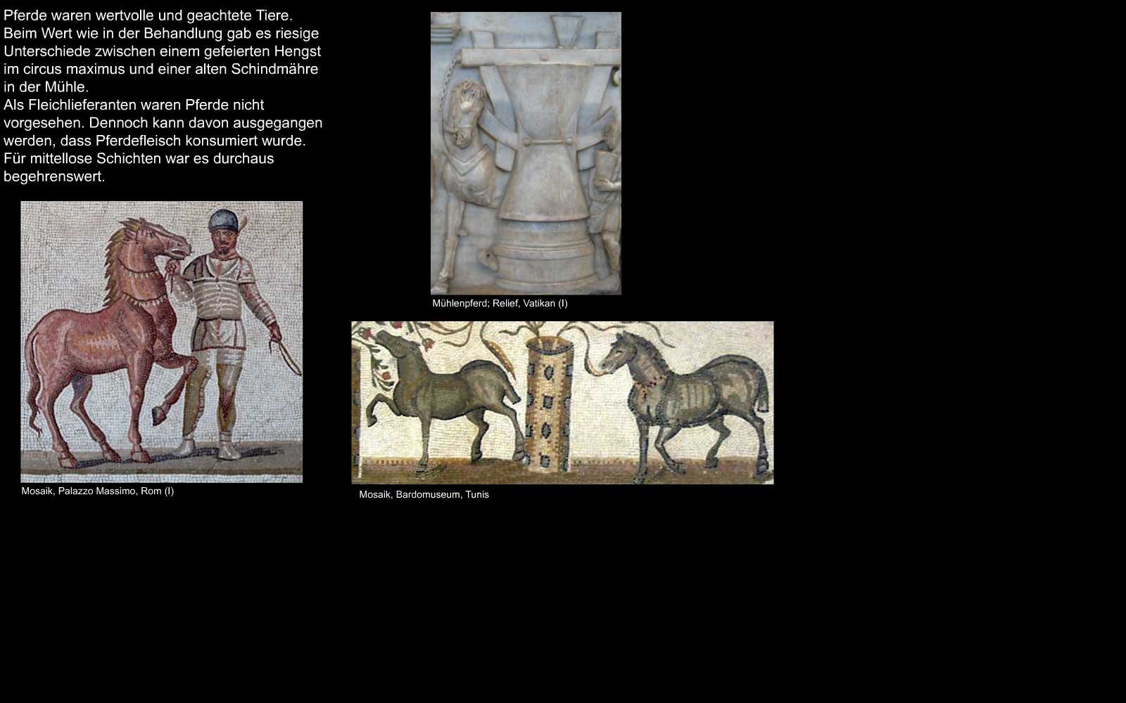 Pferd - equus