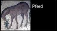 Pferd