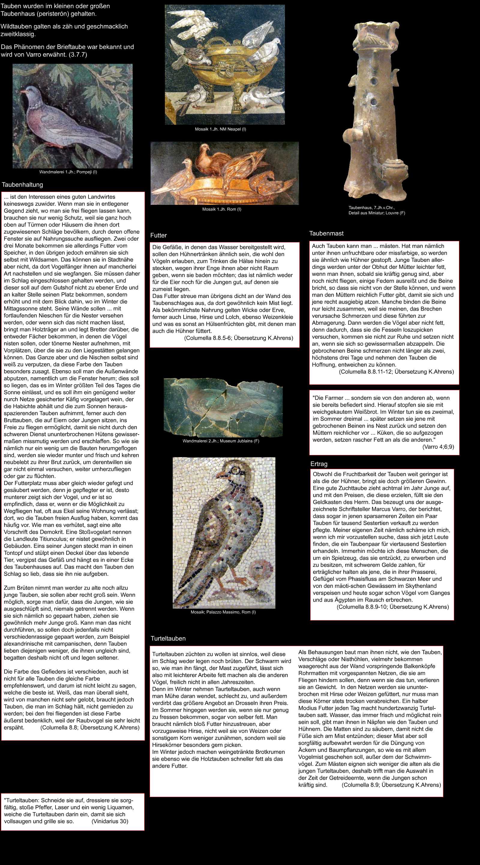 Taube - columba