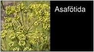 Asafoedita