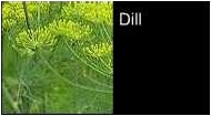 Dill