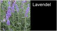 Lavendel