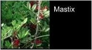 römische Lebensmittel Mastix