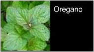 römische Lebensmittel Oregano