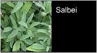 Salbei