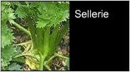 Sellerie