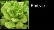 Endivie