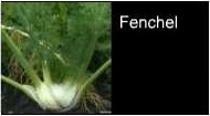 Fenchel