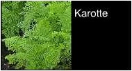 römische Lebensmittel Karotte