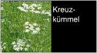 Kümmel