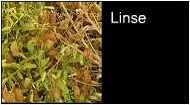 Linsen