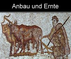 anbau und ernte