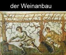 römischer Weinanbau